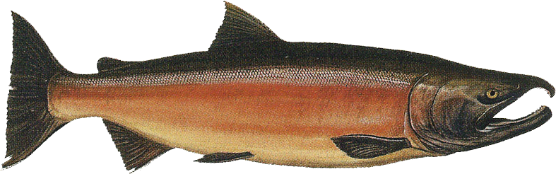 A salmon